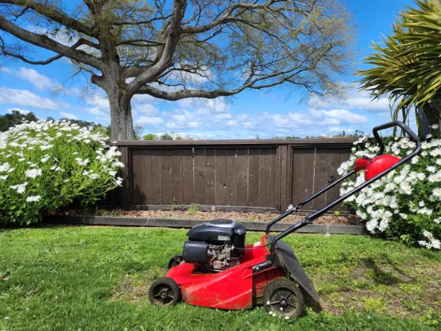 Freshly mowed lawn with daisies, Bay of Plenty