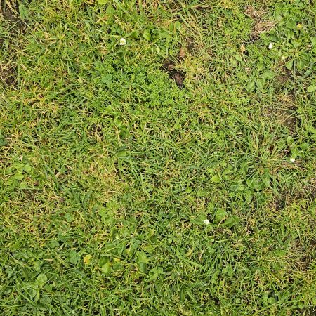 Prickle spraying treatment by Happy Lawns
